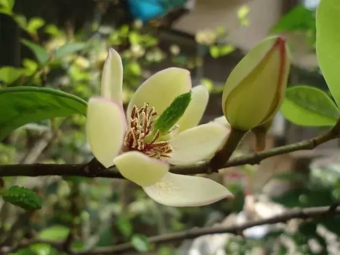 看到花的时候,不知是什么花?那就收下这份百花图谱