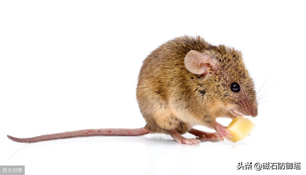 为什么老鼠就那么令人讨厌,盘点那些被人类逼疯的老鼠