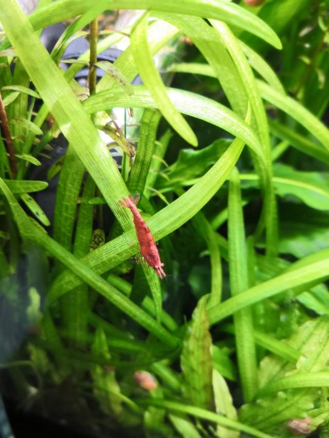 草缸滤桶如何配置滤材,草缸滤桶滤材摆放顺序