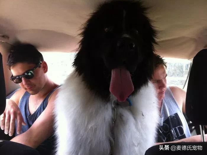 纽芬兰犬好养吗,纽芬兰犬为什么不建议养