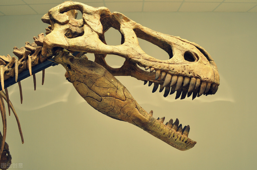 克隆黑足鼬的诞生,黑足鼬被复活