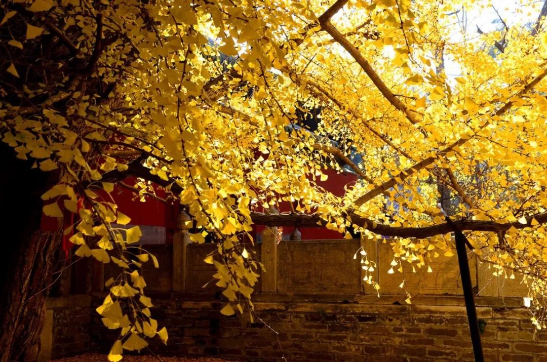 去北京不可错过的地方,不去热门景点游北京