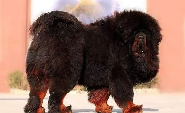 世界十大猛犬藏獒仅排第二,世界十大猛犬排名藏獒只排第六