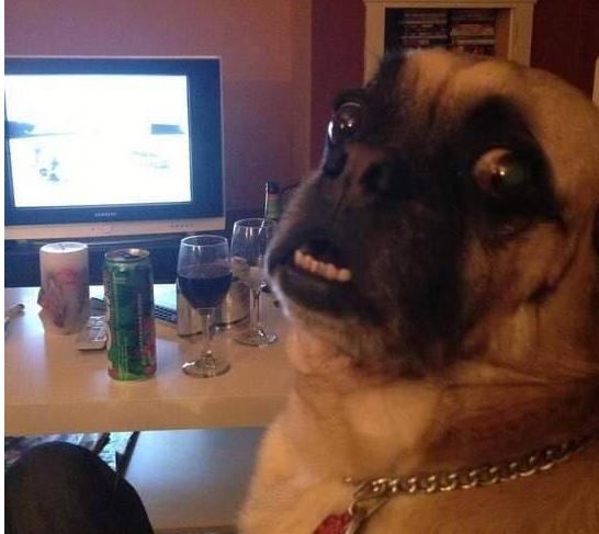 解读巴哥犬特点，教你学会正确饲养巴哥犬，新手铲屎官必看！