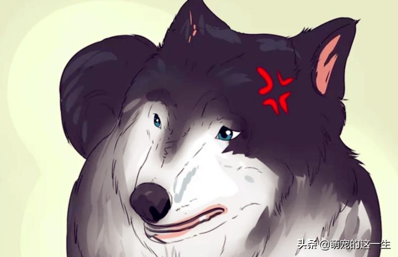 在路边看到流浪狗怎么办,遇到流浪狗如何不让它走