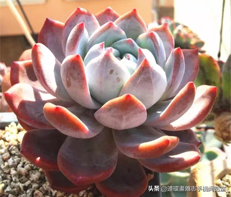 365种多肉图谱大全,365种鲜花图册大全