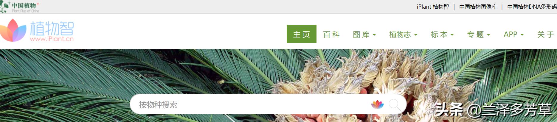 遇到不认识的植物怎么办,遇到不认识的物种你会怎么做