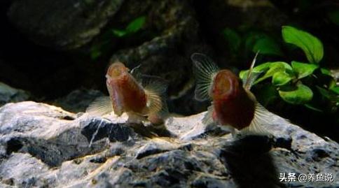养虾虎鱼会不会跳缸,养虾虎放什么药养不死