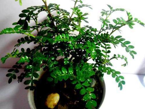 还在为胡椒木盆景秃顶烦恼?只要掌握这五点,一年四季清香四溢