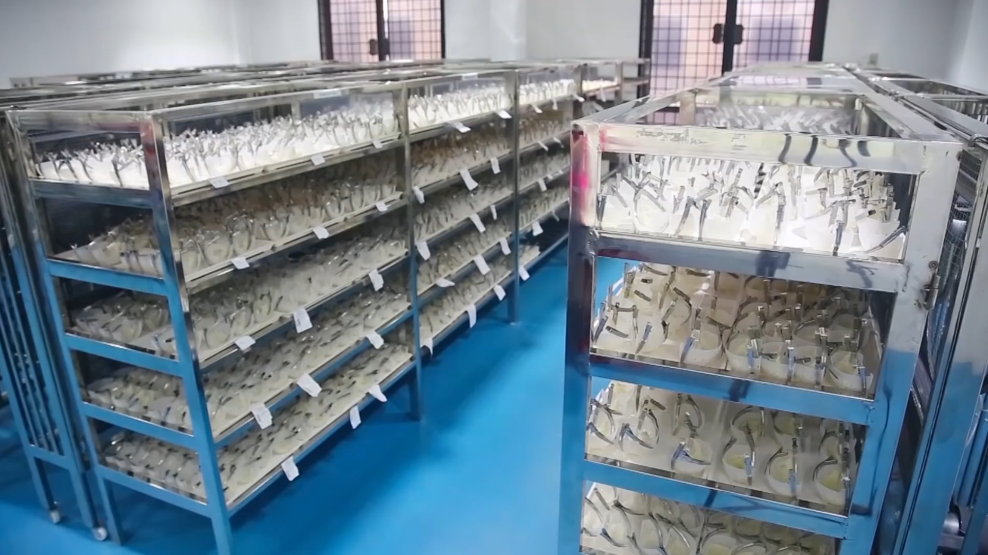 燕窝一千多怎么样,燕窝怎么加工出来的