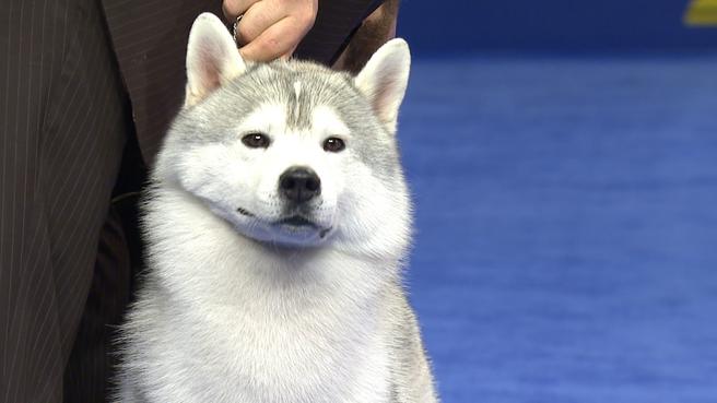 养哈士奇必须要知道的,养哈士奇的一百个理由