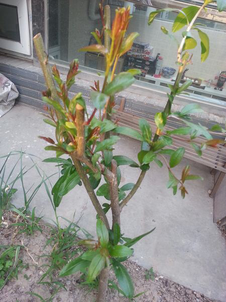 石榴盆栽的养殖方法和注意事项,室内适合养什么品种的石榴盆栽