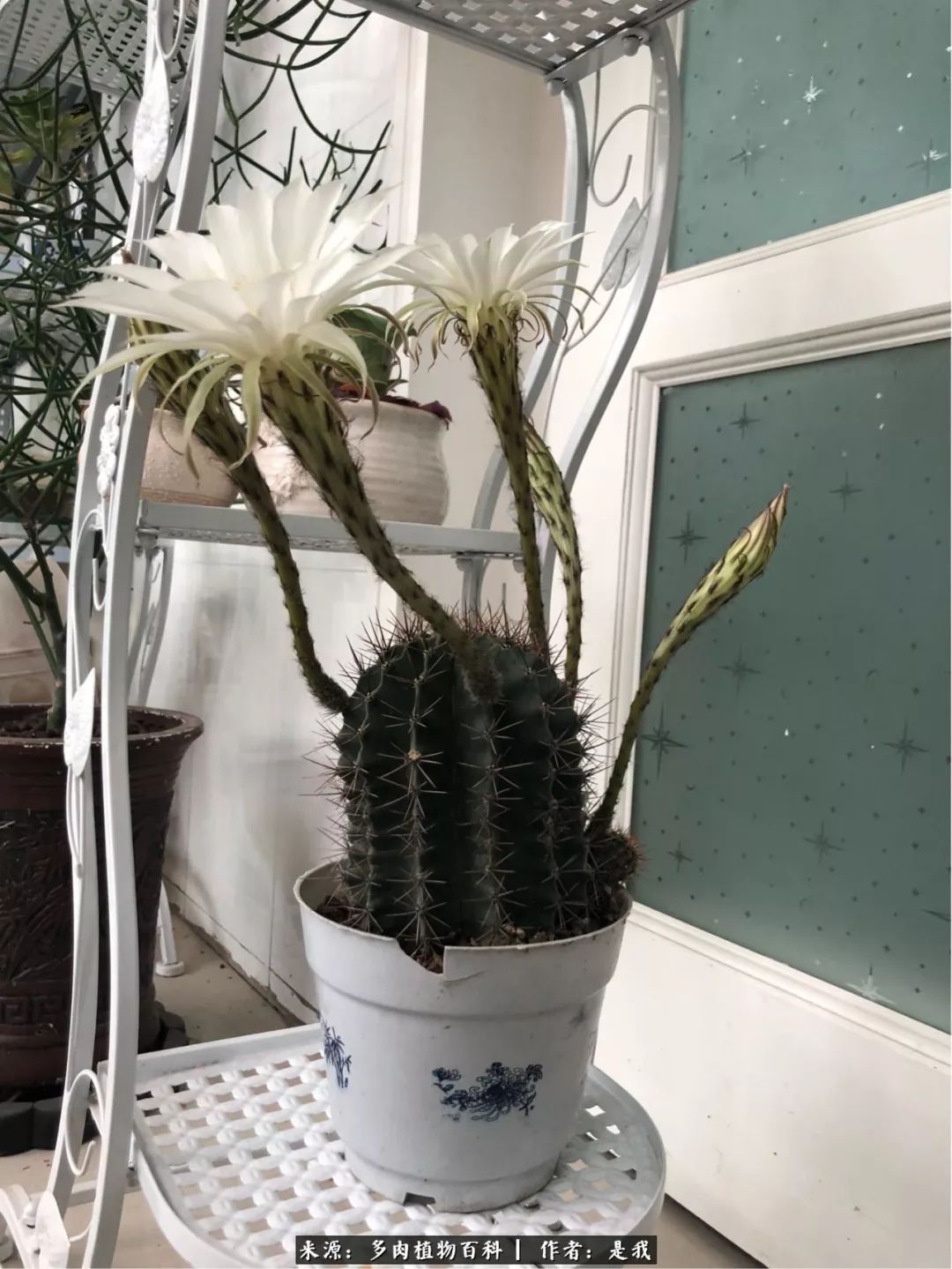 偶遇多肉的感言,偶遇山中多肉