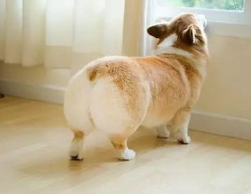 狗狗用屁股蹭你,狗狗为什么总在地上蹭屁屁