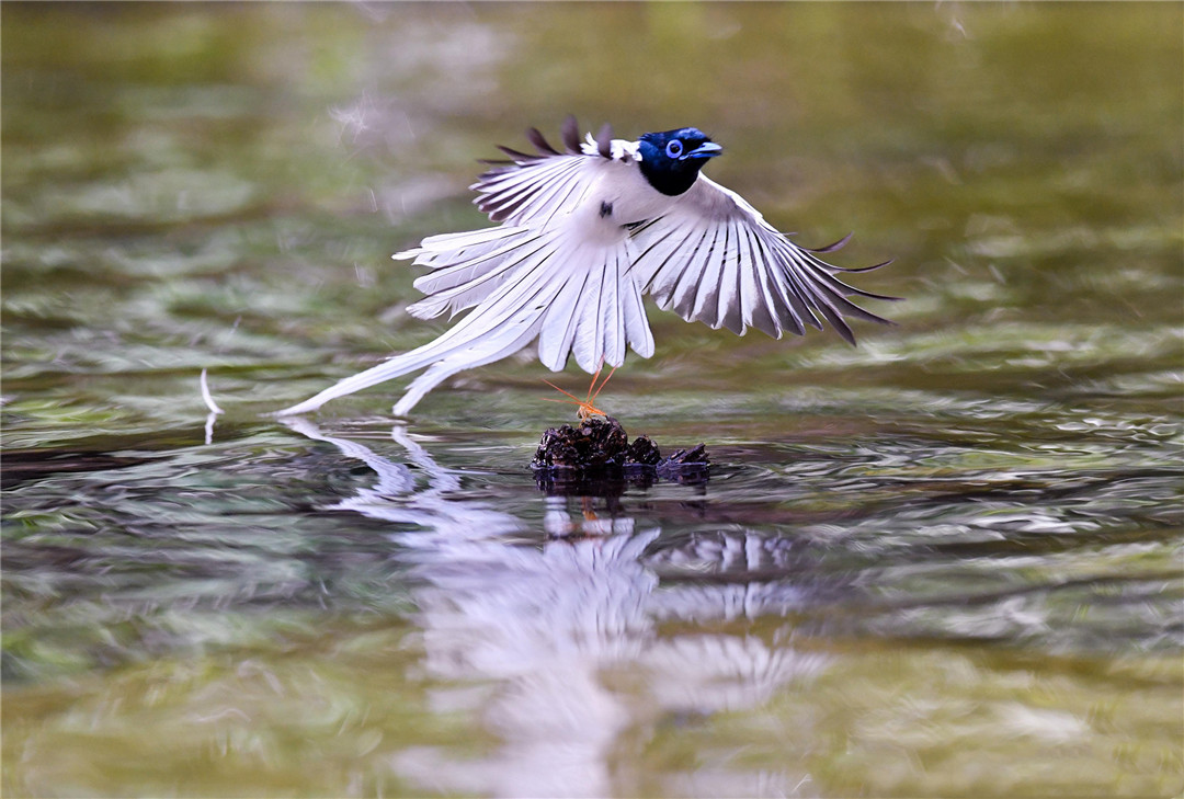重庆发现的植物新物种,重庆发现红嘴蓝鹊