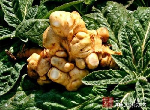 野生地黄跟种植地黄药效差别多大,地黄种植的功效