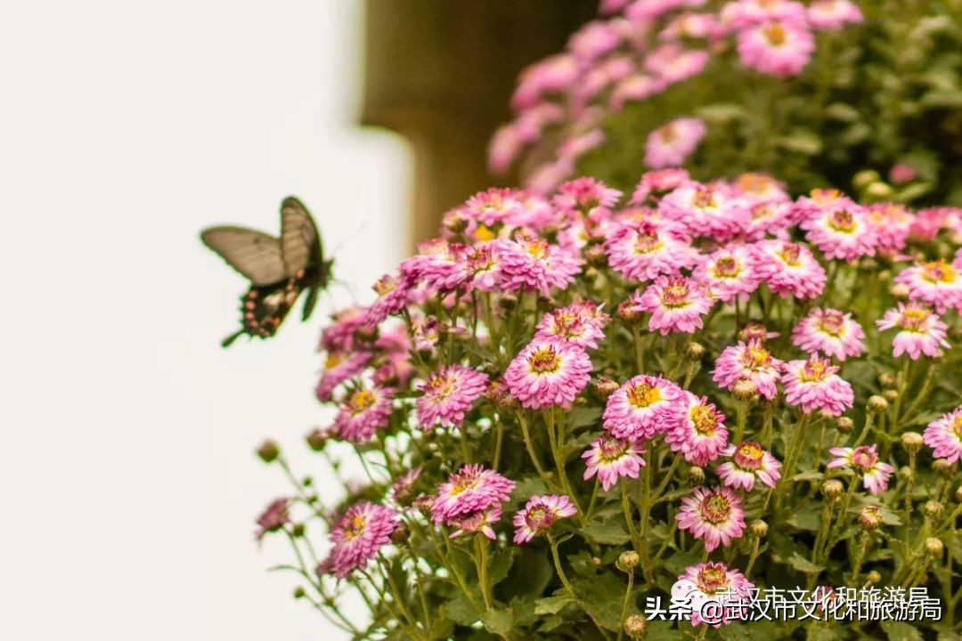 花点时间武汉东湖樱花园,武汉花点时间