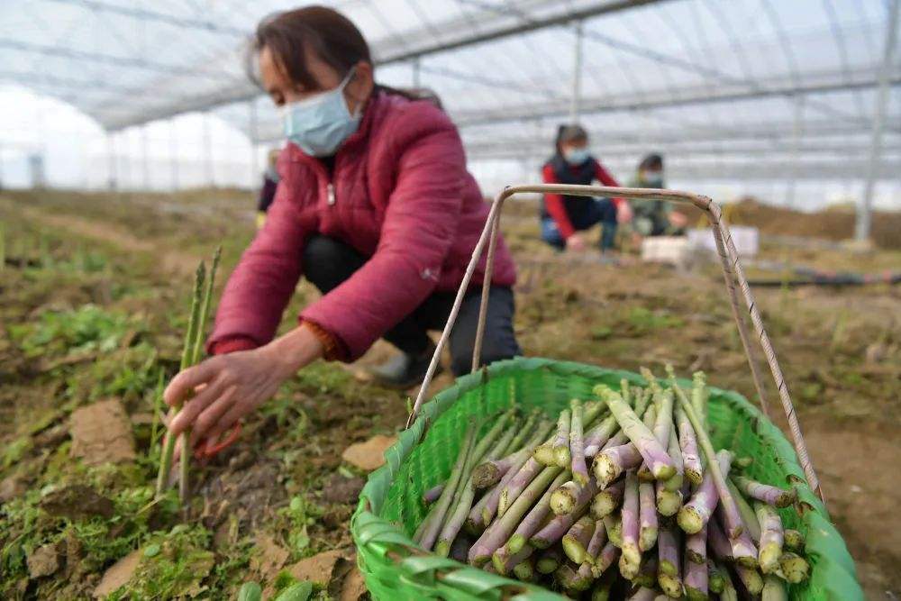芦笋的种植方法如何提高产量,芦笋优质高产高效栽培与管理技术