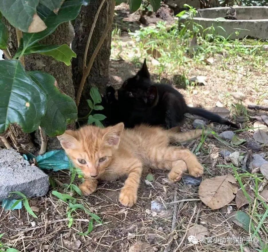 领养代替购买|2021年6月份福州线上宠物领养活动