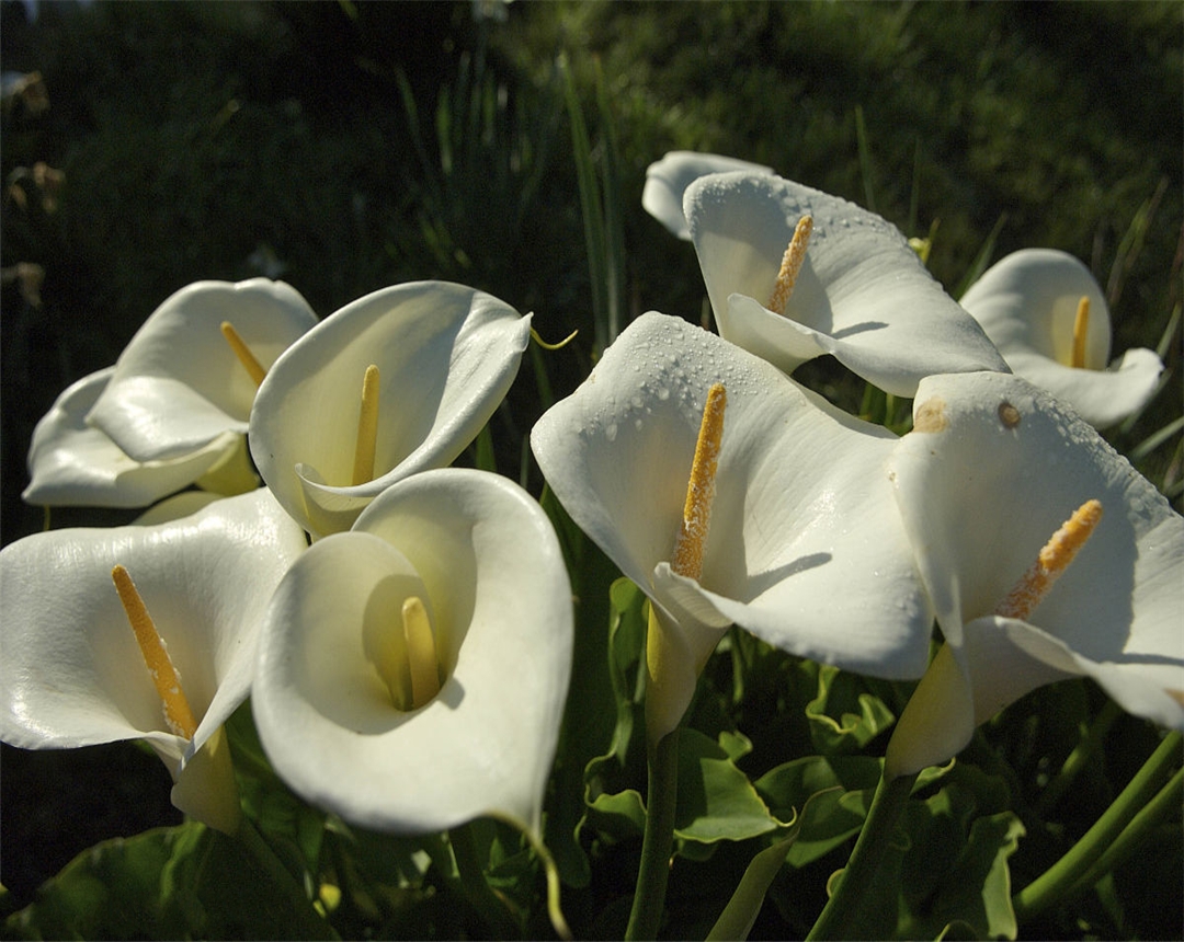 马蹄莲养殖的方法和注意事项,马蹄莲的养殖方法和注意事项视频
