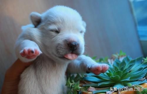 空囊最主要的原因是什么,空窝的原因