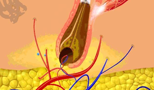 明星亲测力推同款洗发水,康王亲测