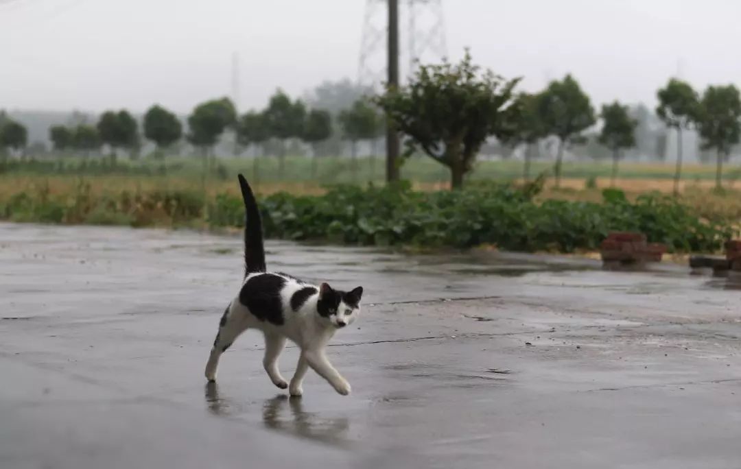 爱猫不慎走失，原因令主人伤心，铲屎官应学两种寻猫小方法！