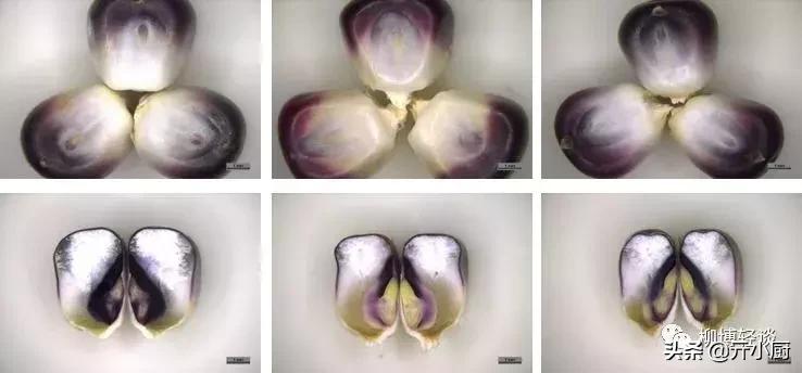 紫红色的新鲜玉米是转基因玉米吗,黑色微甜的玉米是转基因的吗