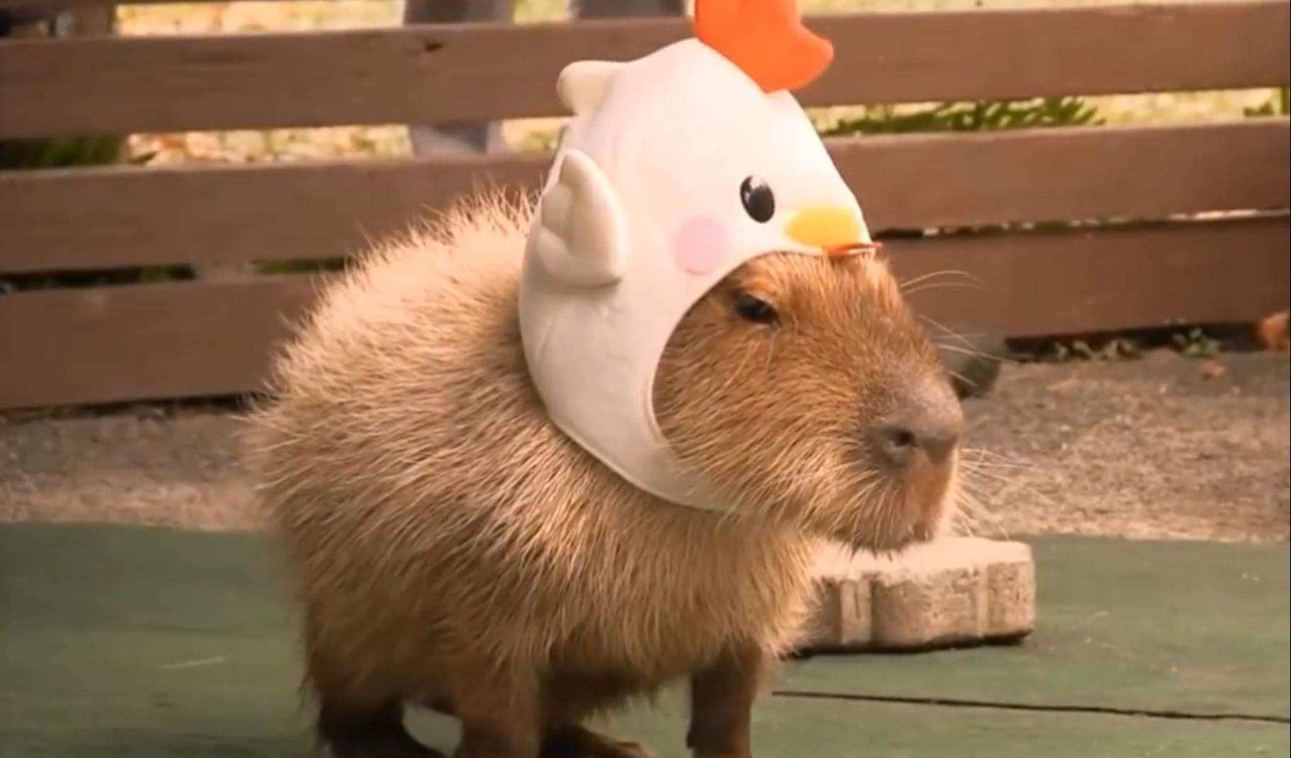 曾经大肆入侵的水葫芦,水葫芦有多可怕