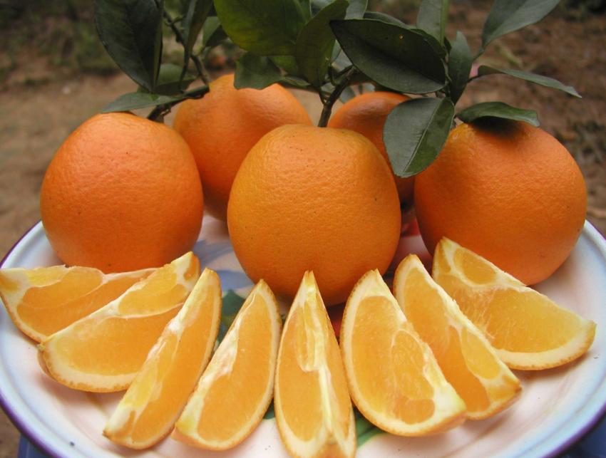 食用柑橘要注意哪些问题,今年你家买砂糖橘了吗