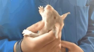 扫地雷、探结核,非洲巨鼠救了很多人性命,究竟是怎么一回事?