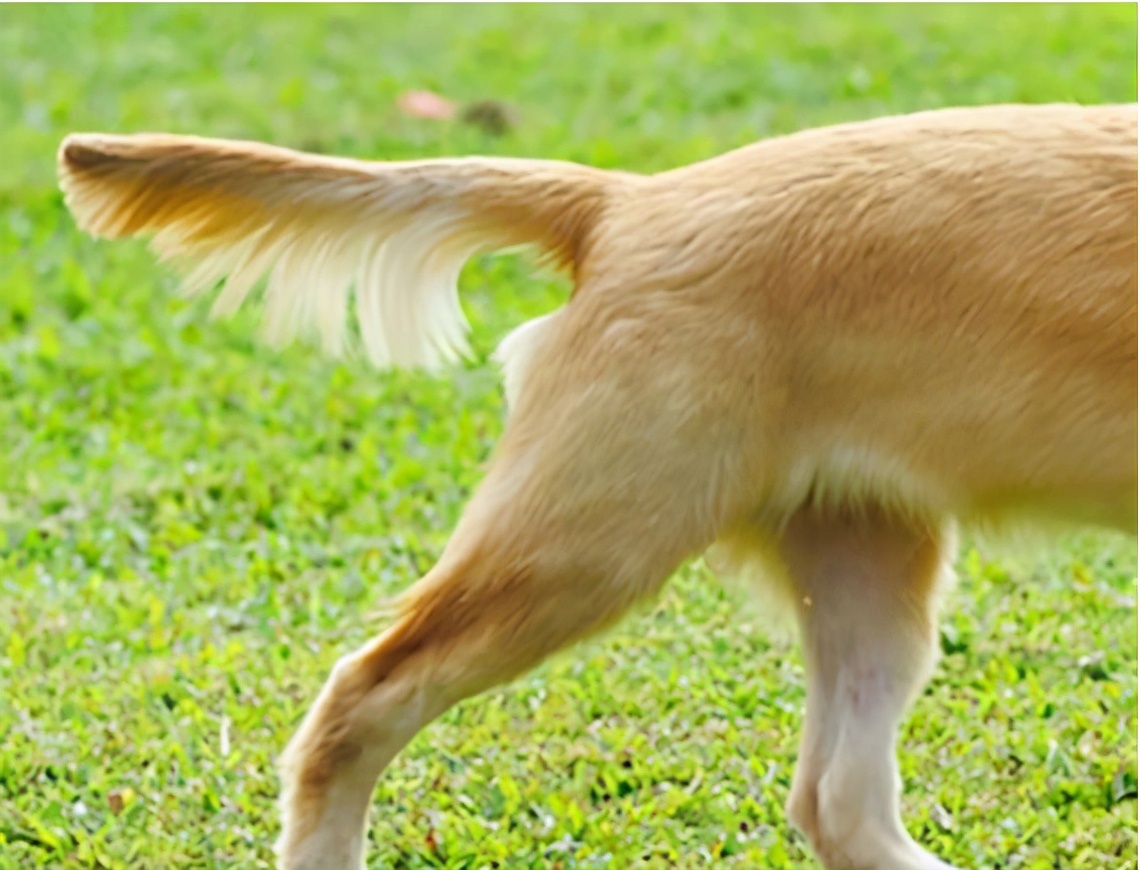 狗狗如果不听话就让它怕你,对狗狗做5件事它可能会讨厌你