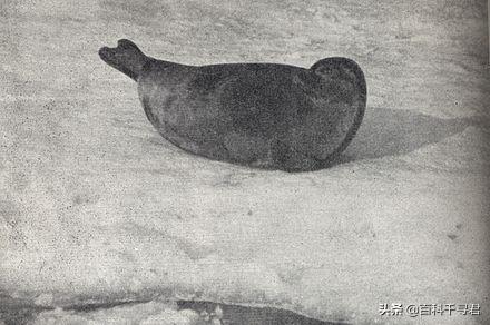 关于动物的10个伪事实你信了吗,关于动物的谣言许多人却深信不疑