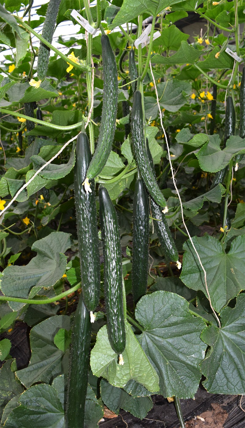 新品种黄瓜视频,黄瓜新品种大集合
