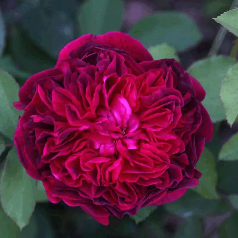 玫瑰花有哪些品种,玫瑰花有哪些品种大全