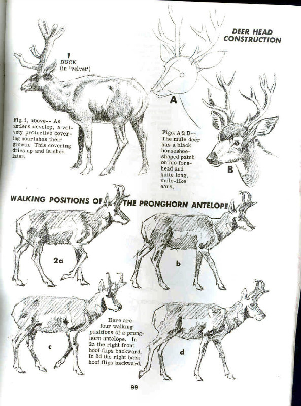 一百幅动物素描,近百幅动物画