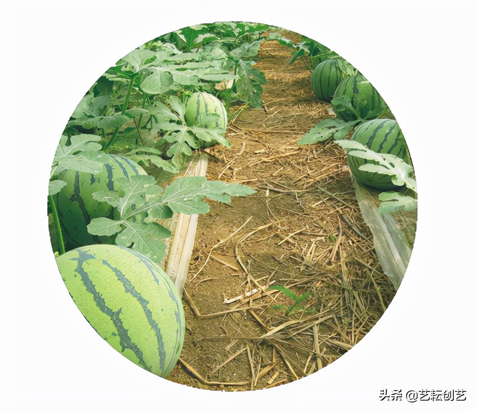 全国农产品地理标志分布地图,全国地理标志农产品