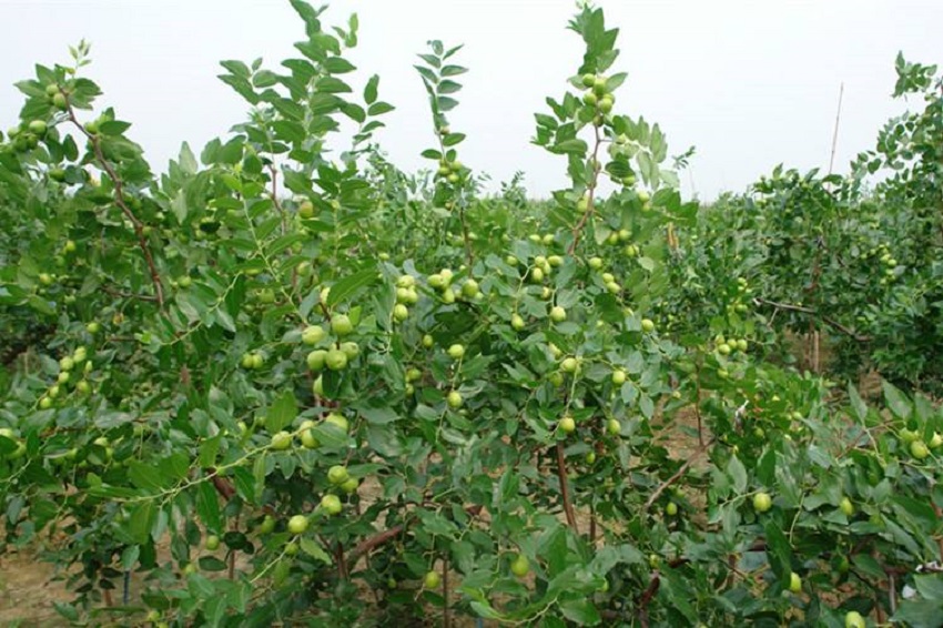 春暖花开防蚊虫,春暖花开怎么预防病虫害