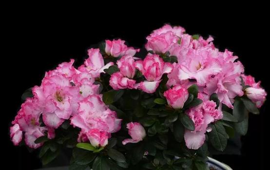 南京市园林局最新发布的室内植物甲醛吸收能力排行榜