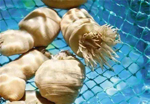 沙蒜吃多了有什么坏处,吃沙蒜的好处和坏处