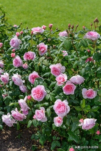 月季叶子发黄别让月季枯萎在手里,月季为什么长着黄叶死掉