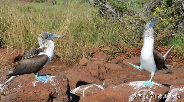 世界上十大很少见到的动物,世界上最受欢迎的动物排行榜