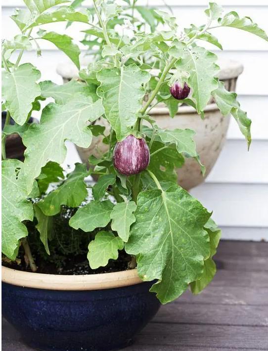 盆栽茄子最简单方法 (茄子的盆栽养法)