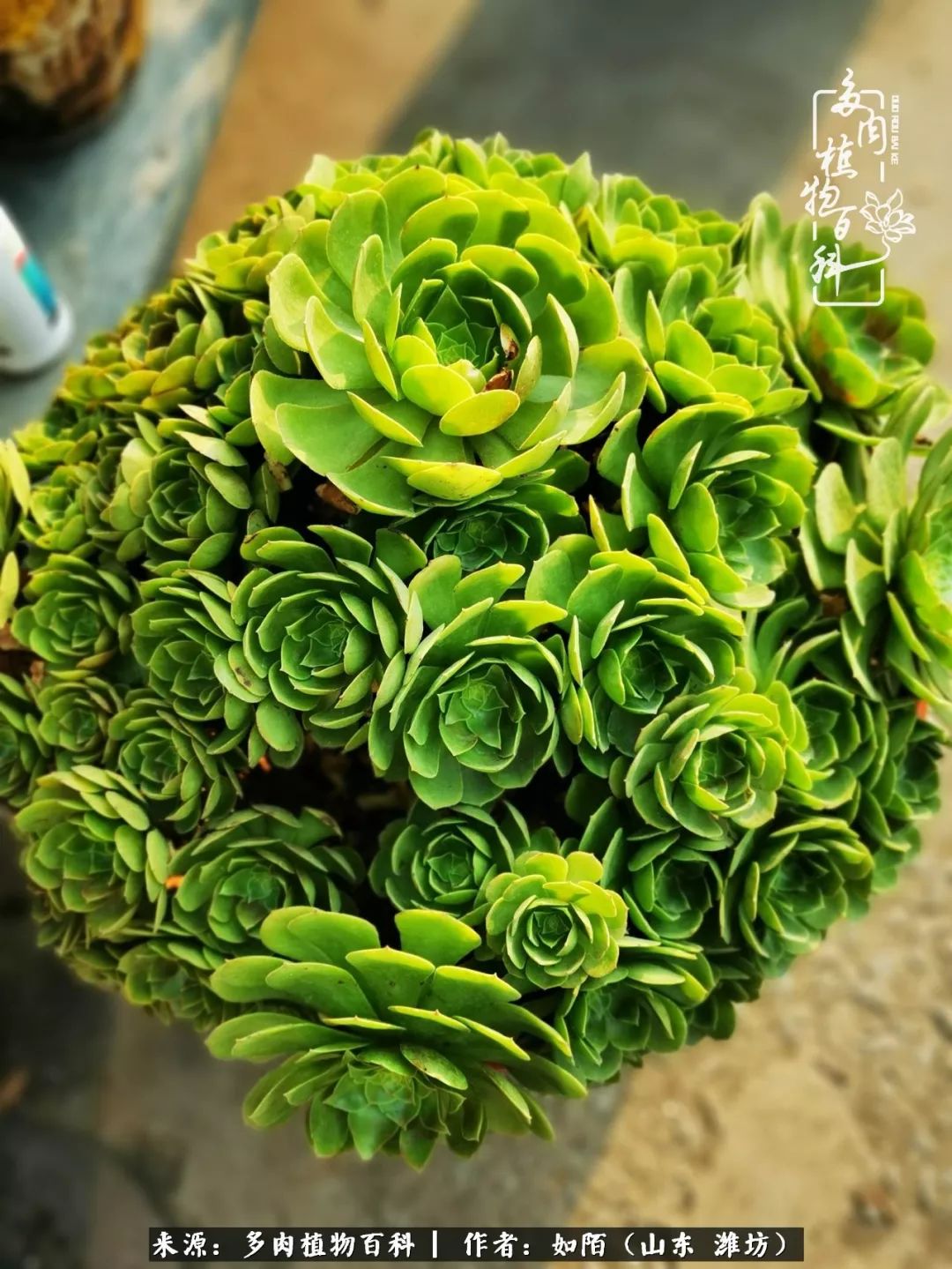 凤凰涅槃，浴火重生！多肉法师圣斗士们的秋天！（附养护经验）