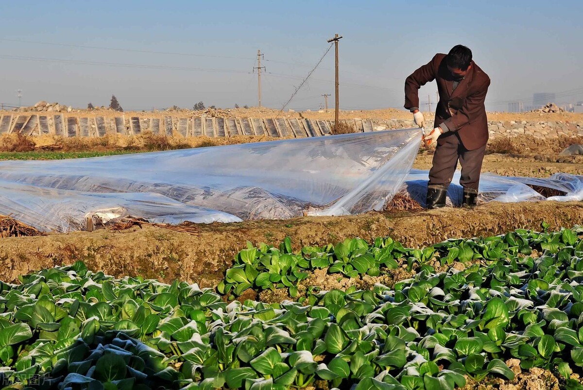 蔬菜受冻害严重如何缓解用啥药,蔬菜发生冻害怎样补救