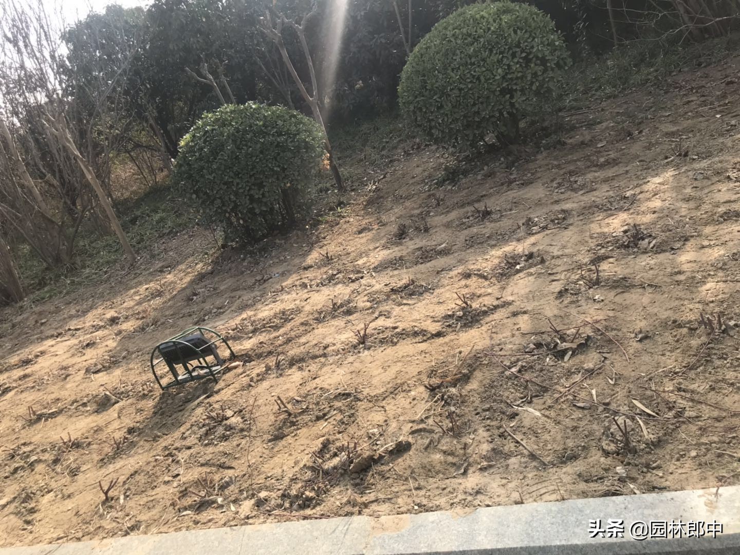 苗木防冻最简单的方法,苗木清园用药