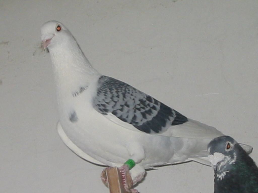 信鸽很瘦要怎么调理,鸽子越养越瘦要吃什么饲料