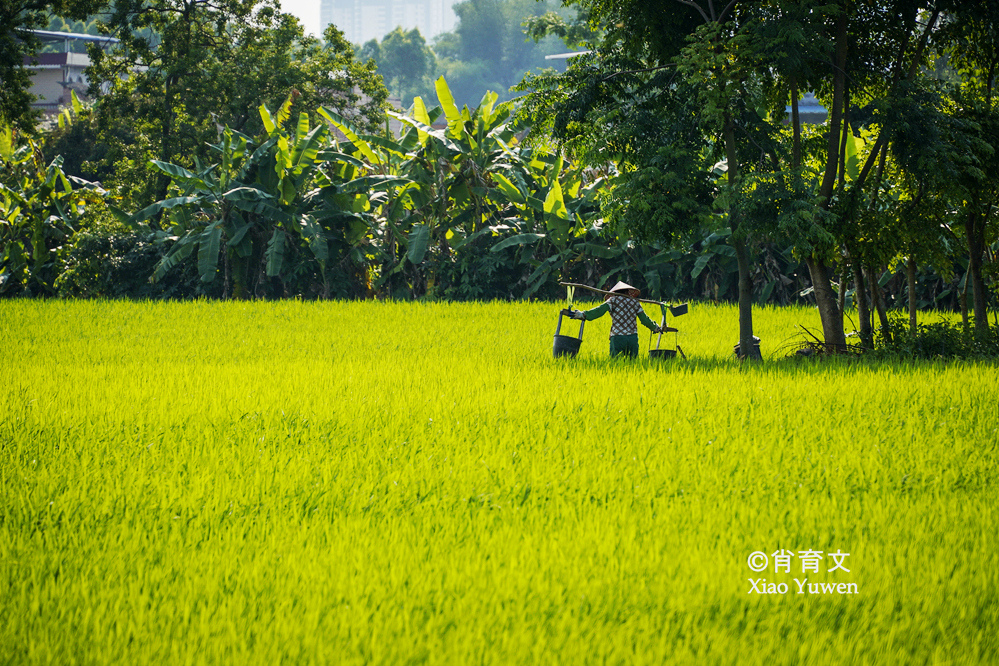 袁隆平五彩田园,广西五彩田园现代农业园区