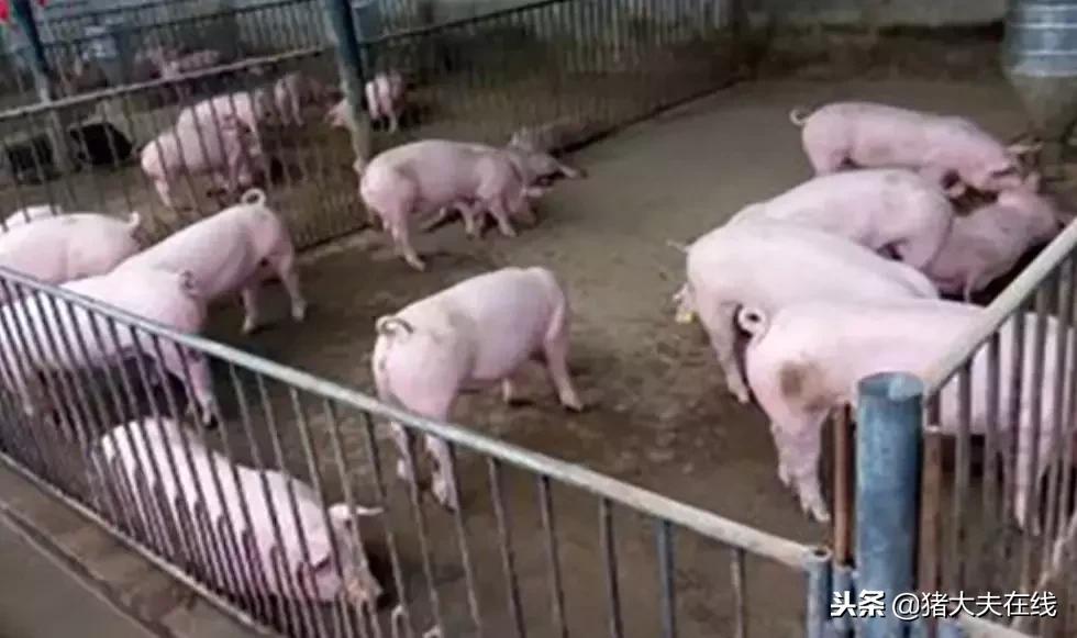 猪传染性胸膜肺炎怎么引起的,猪传染性胸膜肺炎怎么来的