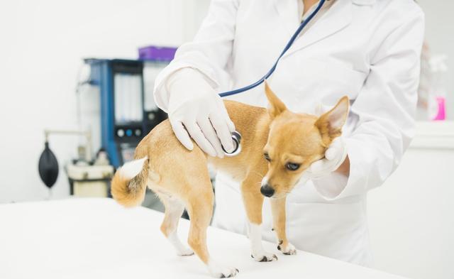 狗狗食欲不振，主要4大原因！作为主人你了解多少？